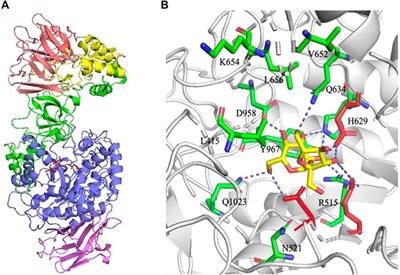 Low Molar Mass Dextran: One-Step Synthesis With Dextransucrase by Site-Directed Mutagenesis and its Potential of Iron-Loading